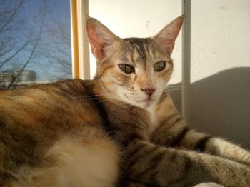 Peach Bild von Peach