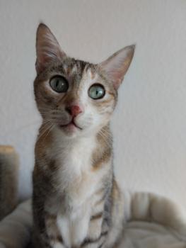 Peach Bild von Peach