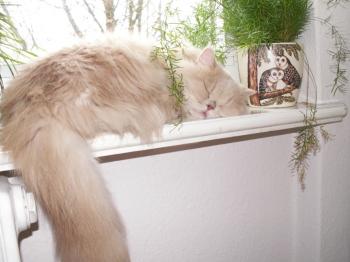 Minni Bild von Tayeba
