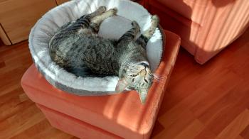 Raton Bild von Raton