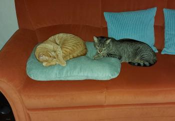 Raton Bild von Raton