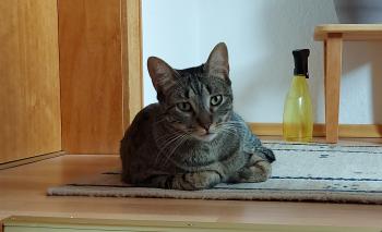 Raton Bild von Raton