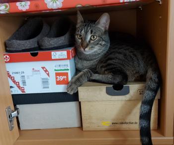 Raton Bild von Raton