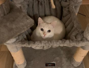 Perla Bild von Perla