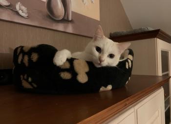 Perla Bild von Perla