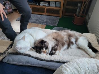 Mila Bild von Mila
