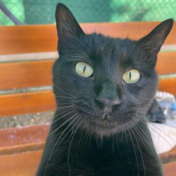 Romeo Bild von Romeo