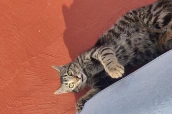 Bild von Timon