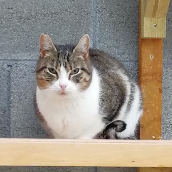 Oscar Bild von Oscar
