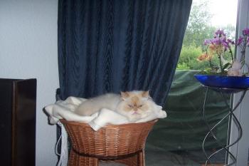 Aslan Bild von Aslan