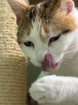 Chica Bild von Chica