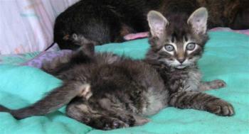 Tom+Jerry Bild von Jerry