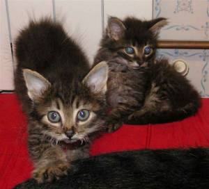 Tom+Jerry Bild von Jerry