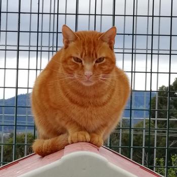 Aslan Bild von Aslan
