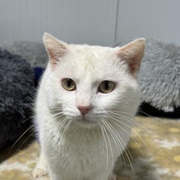 Bild von Snow