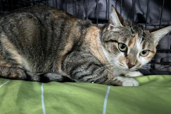 Bild von Mandarina