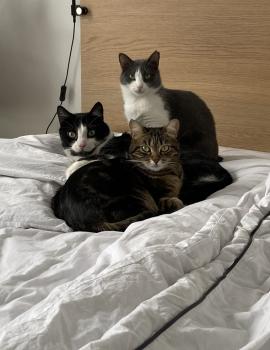 Piccola Bild von Piccola