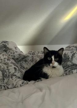 Cesar Bild von Cesar