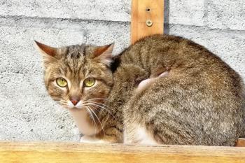 Bild von Rosca