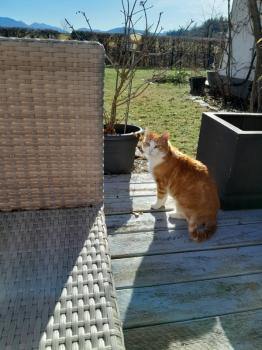 Nesa Bild von Nesa