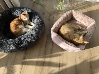 Nesa Bild von Nesa