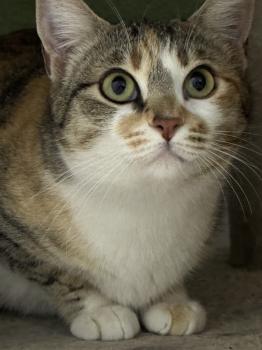 Bild von Mandarina