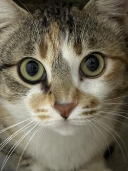 Bild von Mandarina