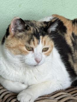 Bild von Rosalba