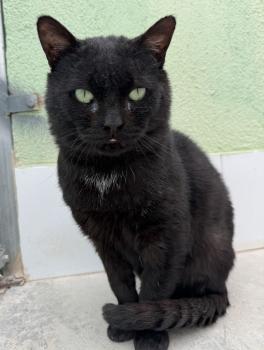 Bongo Bild von Bongo