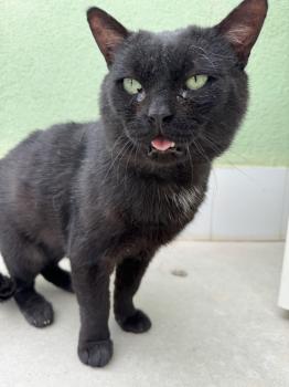 Bongo Bild von Bongo