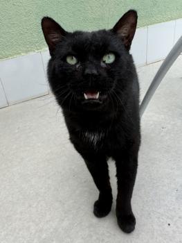 Bongo Bild von Bongo