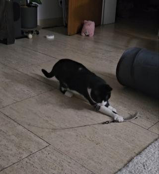 Pinky Bild von Pinky