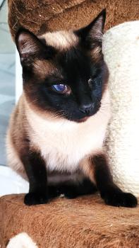 Silvana Bild von Silvana