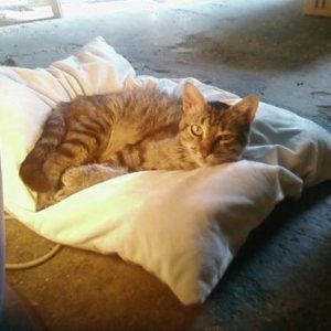 Mowly Bild von Mowgly