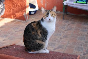 Lou -Daisy Bild von Lou-Daisy