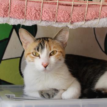 Lou -Daisy Bild von Lou-Daisy