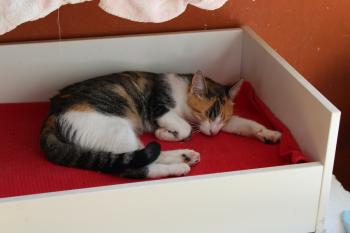 Lou -Daisy Bild von Lou-Daisy