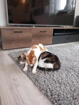 Bild von Don Gato