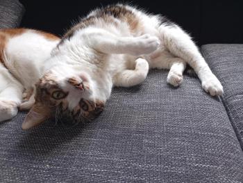 Bild von Don Gato