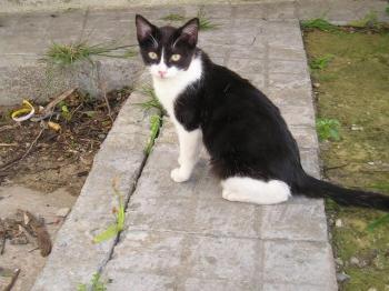 Nicoletta Bild von Nicoletta
