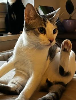 Duki Bild von Duki