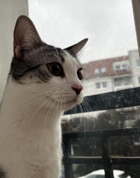 Duki Bild von Duki