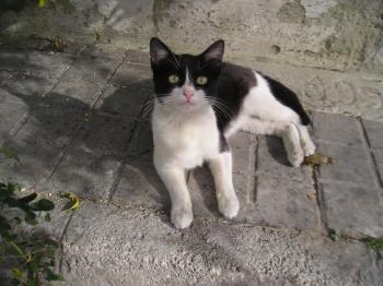 Nicoletta Bild von Nicoletta