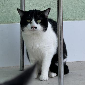 Bild von Nemo