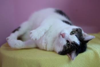 Nala Bild von Nala