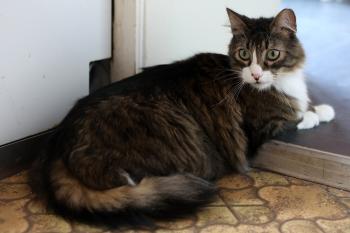 Gizmo Bild von Gizmo