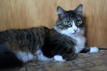 Gizmo Bild von Gizmo