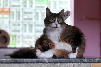 Gizmo Bild von Gizmo