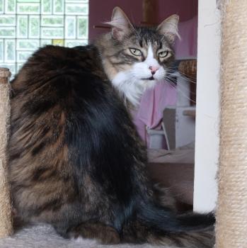 Gizmo Bild von Gizmo