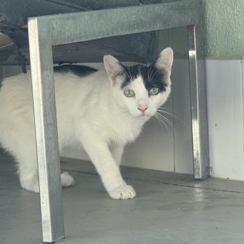 Coby Bild von Coby